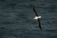 Albatros Sanforduv - Diomedea sanfordi - Northern Royal Albatros 7702